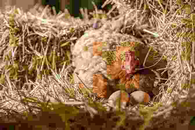 A Mature Hen Laying An Egg In A Straw Filled Nest, Showcasing The Reproductive Maturity And Egg Laying Ability Of Female Chickens. An Absolute Beginner S Guide To Keeping Backyard Chickens: Watch Chicks Grow From Hatchlings To Hens