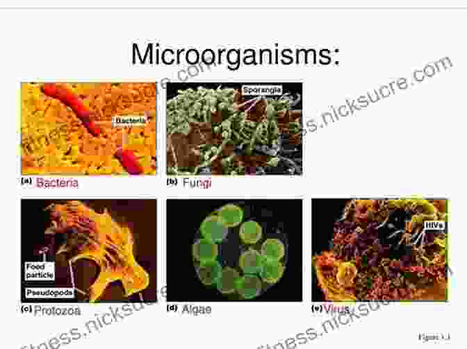 A Photo Of A Variety Of Microorganisms, Including Bacteria, Fungi, Algae, And Protozoa Life At The Edge Of Sight: A Photographic Exploration Of The Microbial World