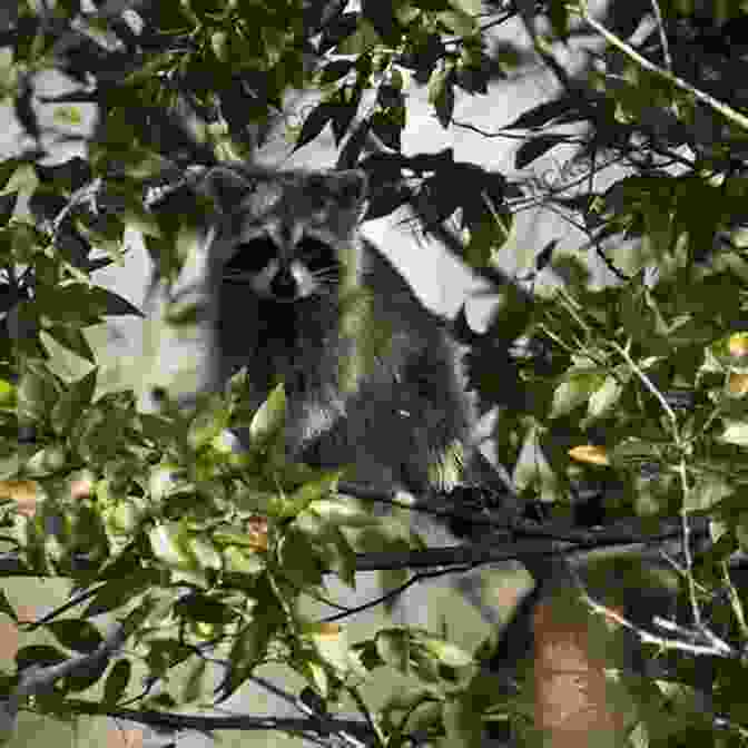 A Raccoon Foraging For Berries Under The Sweet Gum Trees. Under The Sweet Gum Trees