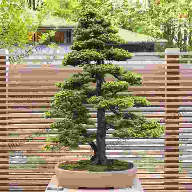 A Traditional Japanese Bonsai Garden With Elegant Trees And Rock Formations Bonsai Basics: Bonsai 101 Essential Tips Bonsai Care And Beyond