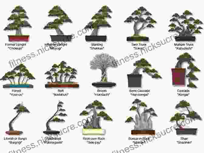 A Variety Of Bonsai Trees In Different Styles And Sizes Bonsai Basics: Bonsai 101 Essential Tips Bonsai Care And Beyond