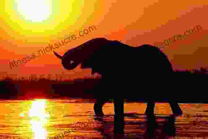 Chobe River Sunset With Elephants African Game Trails With More Than 200 Photos : An Account Of The African Wanderings Of An American Hunter Naturalist