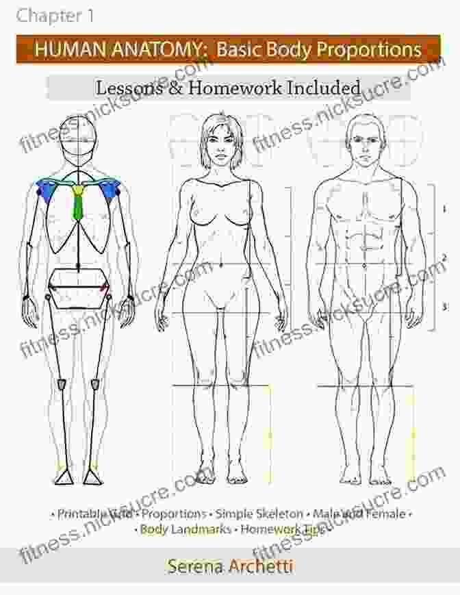 Diagram Illustrating The Proportions Of The Human Figure Based On The Golden Mean A Visual Guide To Classical Art Theory For Drawing And Painting Students (Our National Conversation)