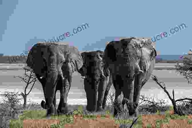 Elephant Family In Etosha National Park African Game Trails With More Than 200 Photos : An Account Of The African Wanderings Of An American Hunter Naturalist