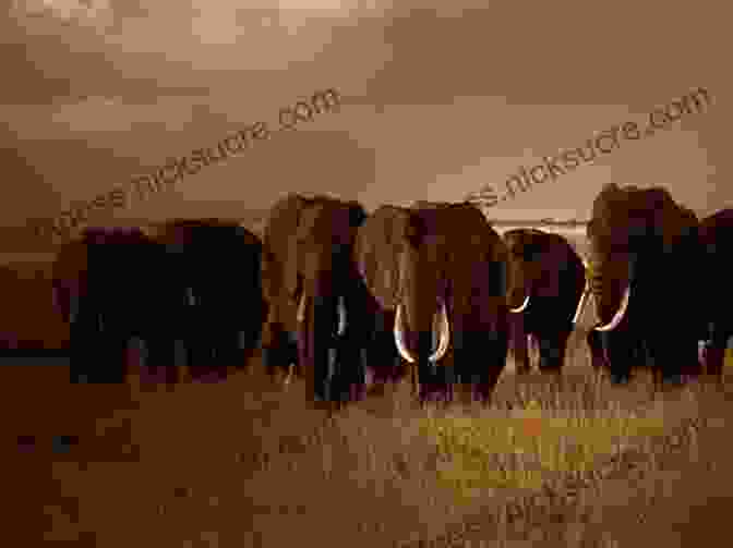 Elephant Herd In Kenya Lonely Planet Kenya (Travel Guide)