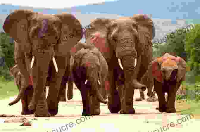 Elephant Herd In Kruger National Park African Game Trails With More Than 200 Photos : An Account Of The African Wanderings Of An American Hunter Naturalist