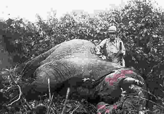 Roosevelt Stands Next To A Fallen Elephant, The Culmination Of A Successful Big Game Hunt. African Game Trails Theodore Roosevelt