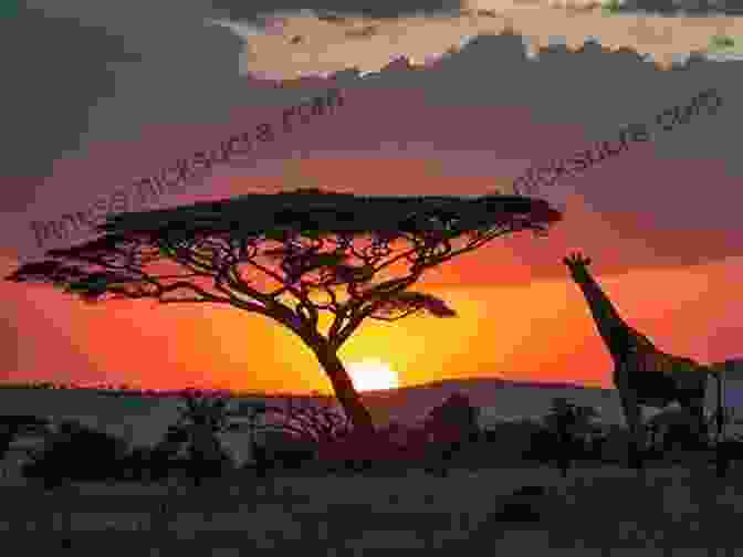 Serengeti National Park Sunset African Game Trails With More Than 200 Photos : An Account Of The African Wanderings Of An American Hunter Naturalist