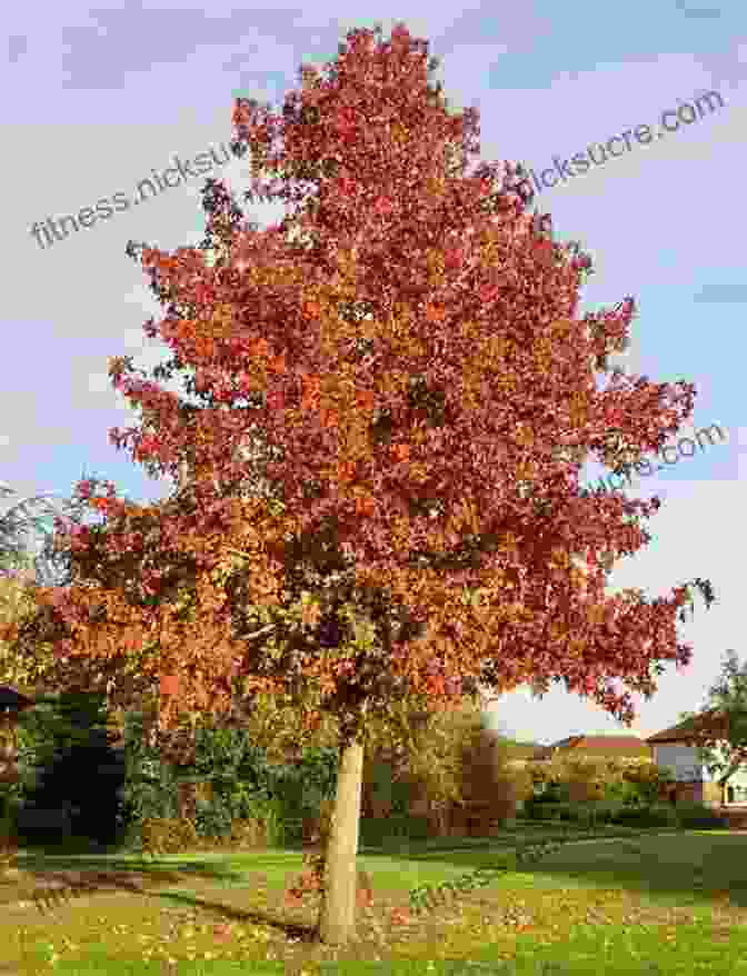 Sweet Gum Trees Displaying A Vibrant Tapestry Of Fall Foliage. Under The Sweet Gum Trees