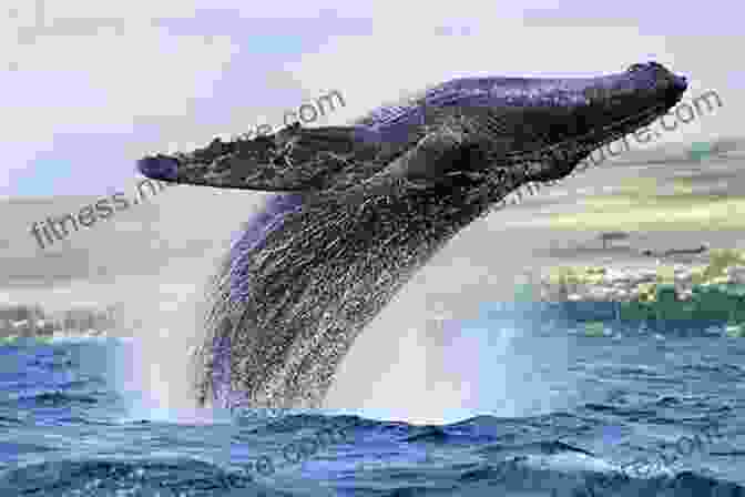 The Majestic Spectacle Of A Humpback Whale Breaching The Ocean's Surface Within The Park's Coastal Waters. Moon Big Island Of Hawaii: Including Hawaii Volcanoes National Park (Moon Handbooks)