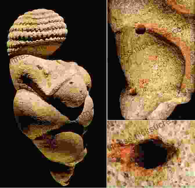 Venus Figurine From Willendorf, Austria The First Artists: In Search Of The World S Oldest Art