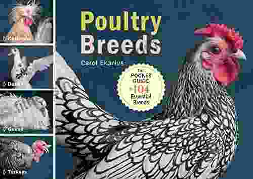 Poultry Breeds: Chickens Ducks Geese Turkeys: The Pocket Guide to 104 Essential Breeds