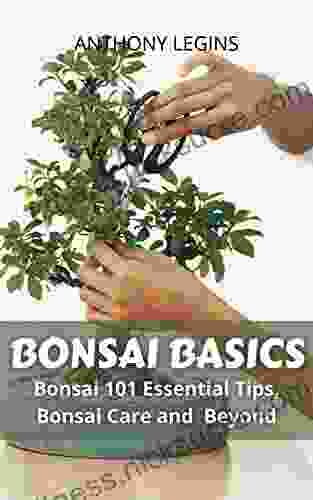 Bonsai Basics: Bonsai 101 Essential Tips Bonsai Care And Beyond